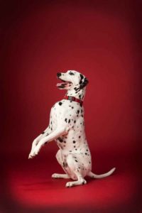 puppy portrait photography marketing