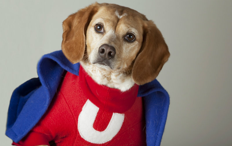 Pet photography marketing