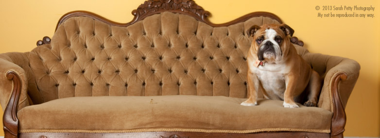 SPP-Dog-WEPLandingPage
